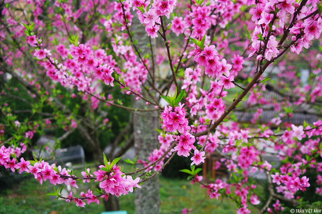 5 địa điểm đẹp nhất để ngắm hoa đào, hoa mận mùa xuân ở Việt Nam