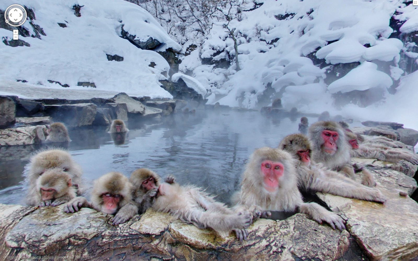 Jigokudani-Monkey-Park-Japan-in-winter-azbooking